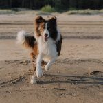 Φρίκη στο Κρυονέρι Ναυπακτίας: Άγνωστος πυροβόλησε αδέσποτο σκύλο