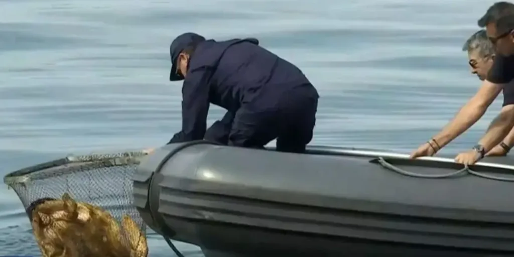 Θεσσαλονίκη: Επιχείρηση του Λιμενικού για τη διάσωση θαλάσσιας χελώνας [βίντεο]