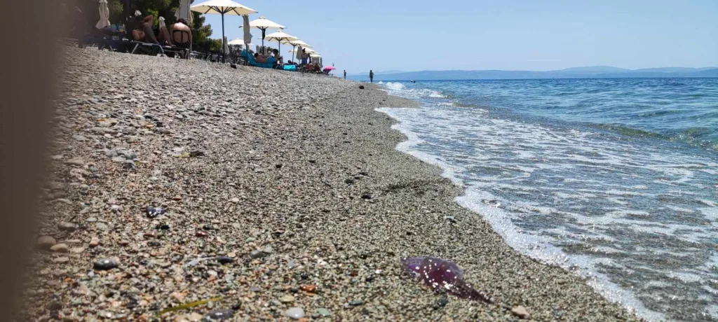 Συναγερμός σε παραλίες της Βόρειας Εύβοιας, γέμισαν μωβ μέδουσες & τσούχτρες [εικόνες]