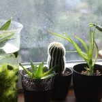 Θέλετε το τζόκερ; Αυτά τα 5 φυτά μπορούν να σας το φέρουν