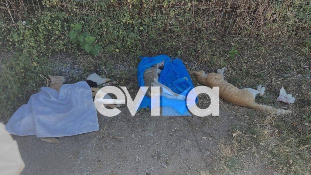 Κτηνωδία στην Αιδηψό: Ανθρωπόμορφο τέρας δηλητηρίασε οκτώ γάτες