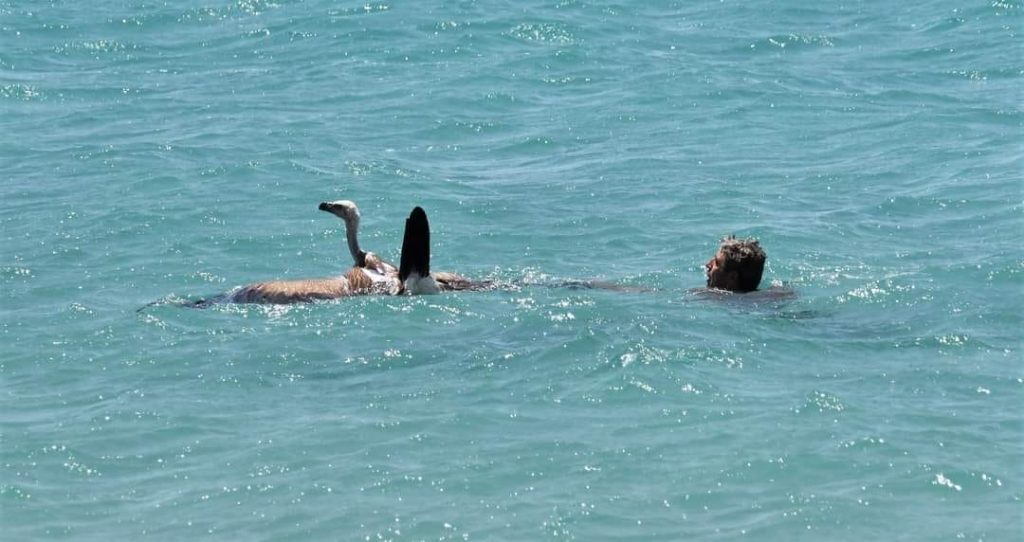 Κρήτη: Ταλαιπωρημένος γύπας σώθηκε από πνιγμό χάρη στην ευαισθησία εθελοντών