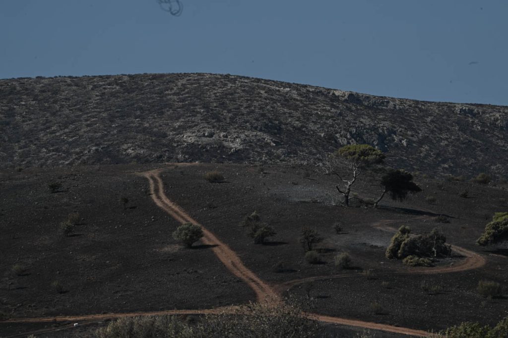 Λέκκας για φωτιές: «Φοβάμαι πως το περιβαλλοντικό σύστημα της Αττικής θα καταρρεύσει»