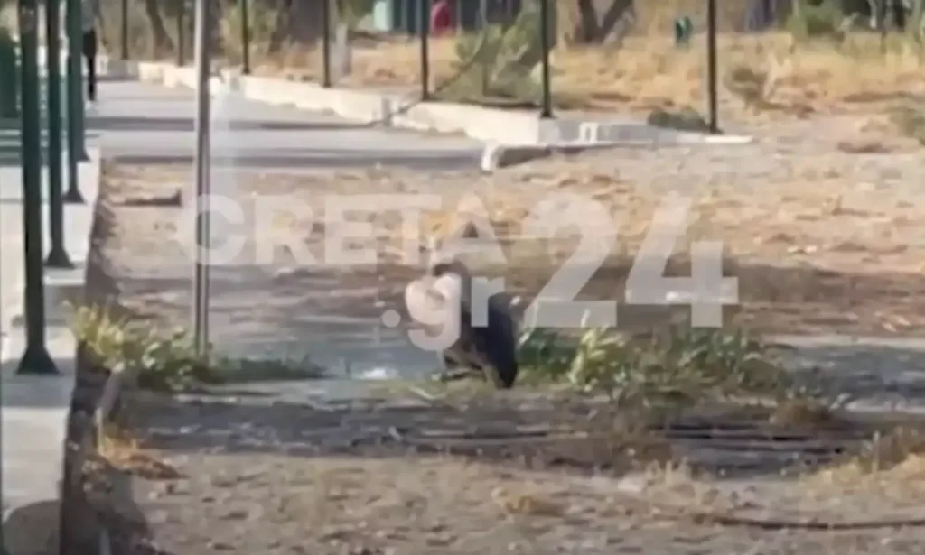Ρέθυμνο: Διψασμένος γύπας, από τον καύσωνα, έκανε ντους στην παραλία για να δροσιστεί [βίντεο]