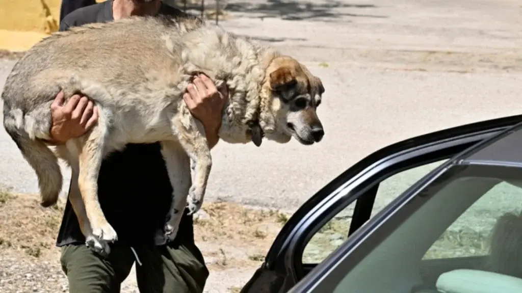 Φωτιά στο Λαγονήσι: Εισαγγελική παρέμβαση για τους σκύλους και τις γάτες που κάηκαν σε ιδιωτικό κατα