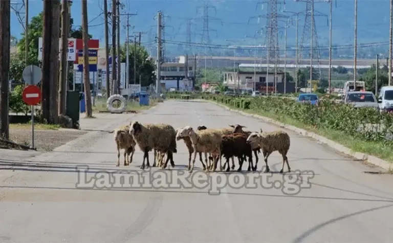 Λαμία: «Βγήκαν τα πρόβατα από το μαντρί» και έκαναν βόλτα στην εθνική οδό [Βίντεο]