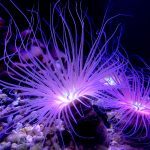 Θαλάσσια ανεμώνη: Πώς να προφυλαχθείτε και τι να κάνετε σε περίπτωση τσιμπήματος – Χρήσιμες συμβουλές απο την Ματίνα Παγώνη