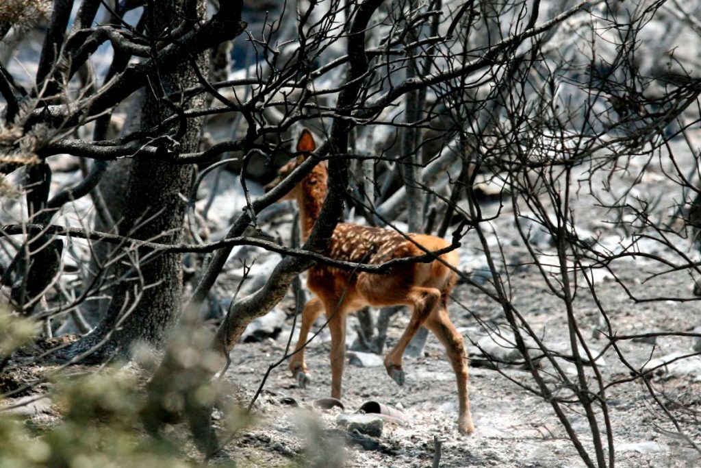 Φωτιά στη Ρόδο: Χαμόγελα για το ελαφάκι που γλίτωσε από τις φλόγες – Χειρουργήθηκε επιτυχώς