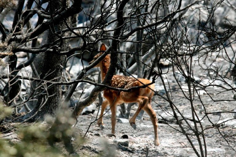 Φωτιά στη Ρόδο: Χαμόγελα για το ελαφάκι που γλίτωσε από τις φλόγες – Χειρουργήθηκε επιτυχώς