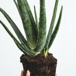 Φαρμακευτικά φυτά: Πώς τα καλλιεργούμε στο μπαλκόνι μας