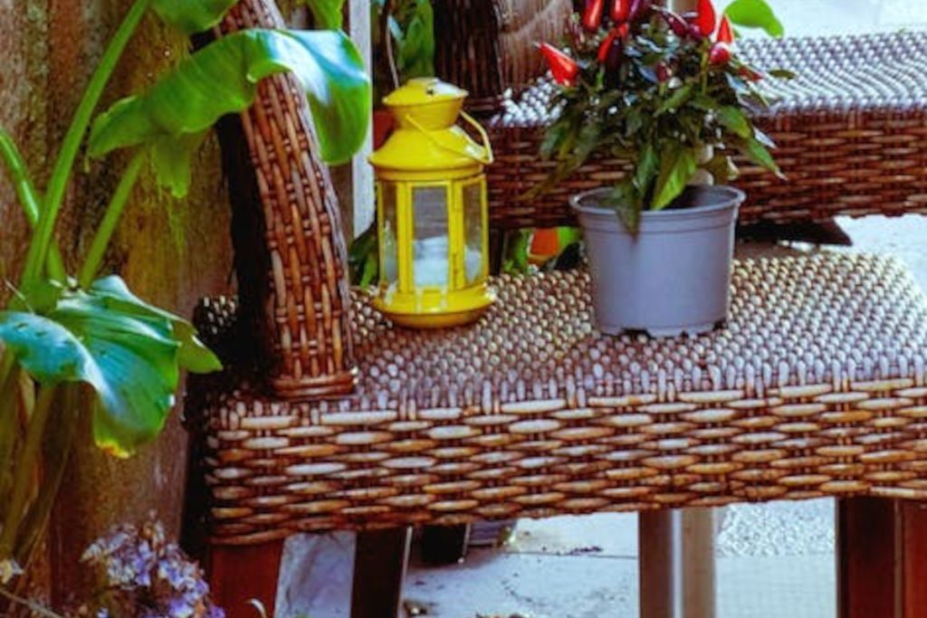 Τα 6 φυτά που απαγορεύει ρητά το Feng Shui – Για πολλά από αυτά σίγουρα δεν το γνώριζες