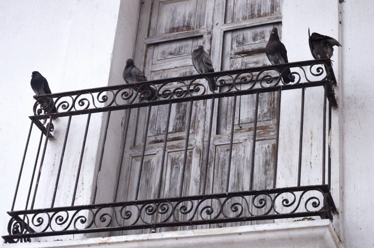 περιστέρια