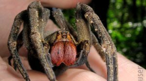 τσίμπημα αράχνης