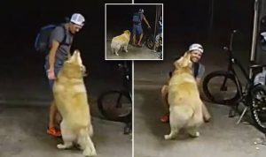 διαρρήκτης