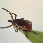 Τι είναι η νόσος του Lyme από την οποία πάσχει ο Τζάστιν Τίμπερλεϊκ