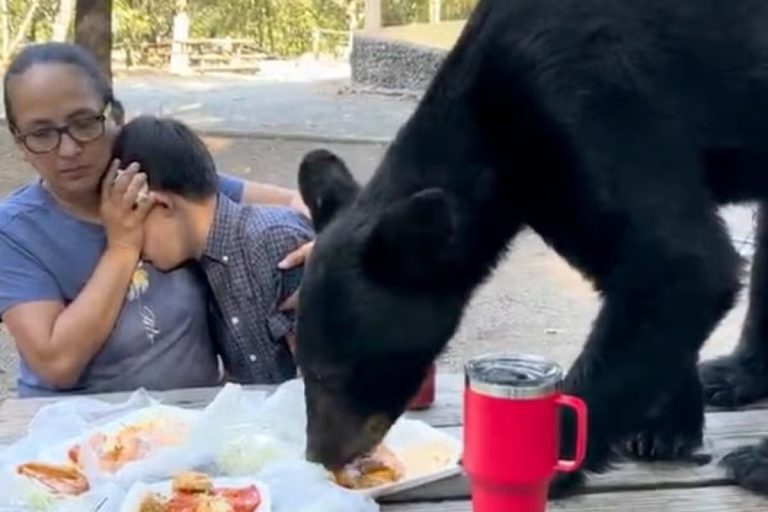 Viral: Αρκούδα «ρημάζει» το πικνίκ μίας οικογένειας – Σοκαριστικό βίντεο