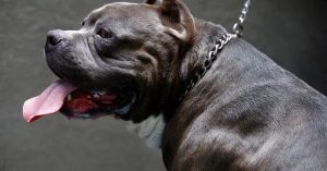 μπουλντόγκ