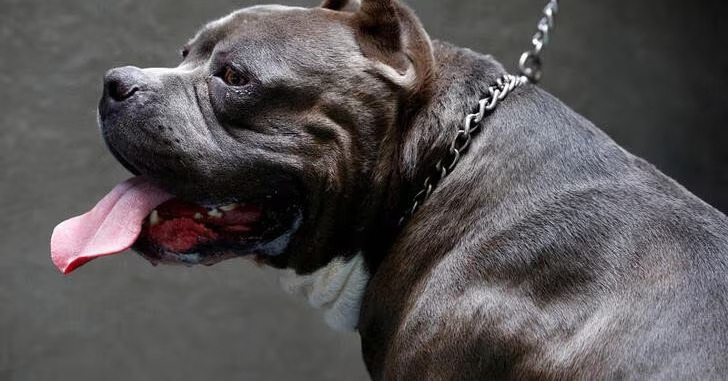 μπουλντόγκ