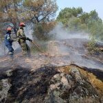 Η Δαδιά αναγεννάται από τις στάχτες της