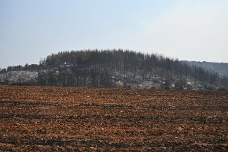 Φρίκη στον Έβρο: 47 ζώα βρέθηκαν νεκρά από δηλητηριασμένα δολώματα