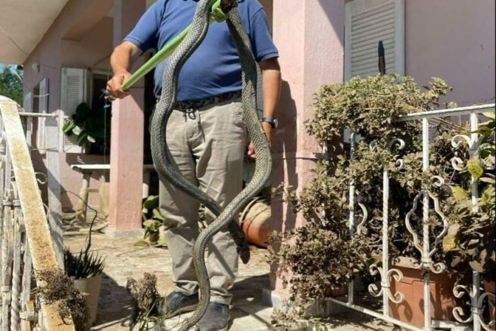 Κακοκαιρία Daniel: Φίδι 2,5 μέτρων βγήκε μέσα από τα νερά στον Παλαμά  [εικόνα]