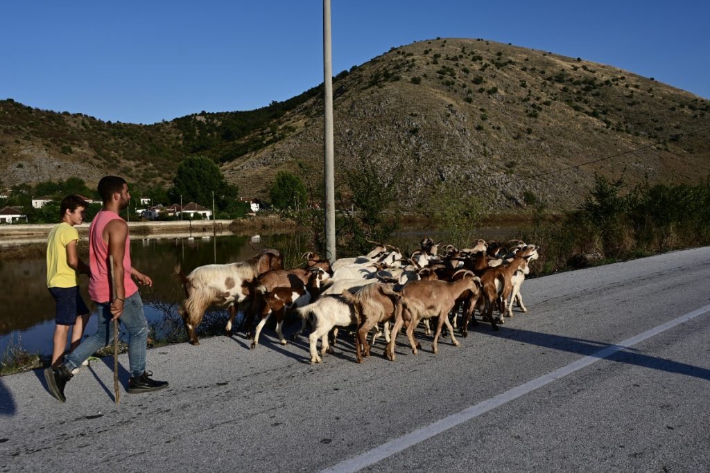 Κακοκαιρία Daniel: Σε απόγνωση οι αγρότες και κτηνοτρόφοι της Θεσσαλίας – «Δε μας δίνει σημασία κανείς» [βίντεο]