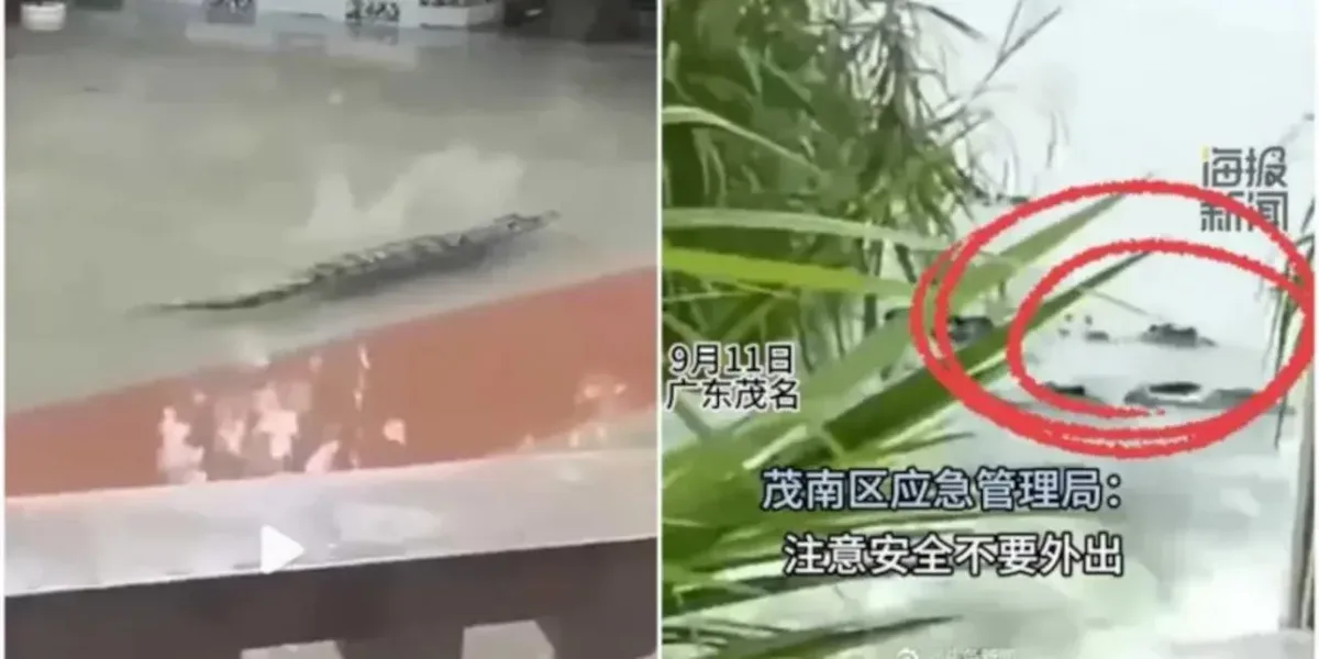 κροκόδειλοι Κίνα