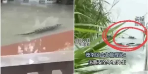 κροκόδειλοι Κίνα