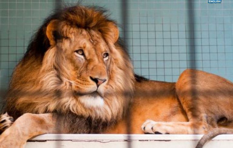 Ιαπωνία Δανία: Ζωολογικός κήπος ζητά μικρά κατοικίδια για να ταΐσει τα σαρκοφάγα ζώα του