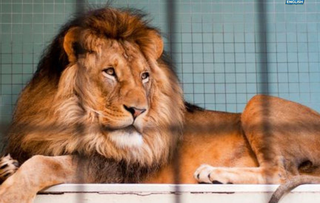 Ιαπωνία Δανία: Ζωολογικός κήπος ζητά μικρά κατοικίδια για να ταΐσει τα σαρκοφάγα ζώα του