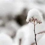 Μερομήνια: Τι καιρό θα κάνει τα Χριστούγεννα