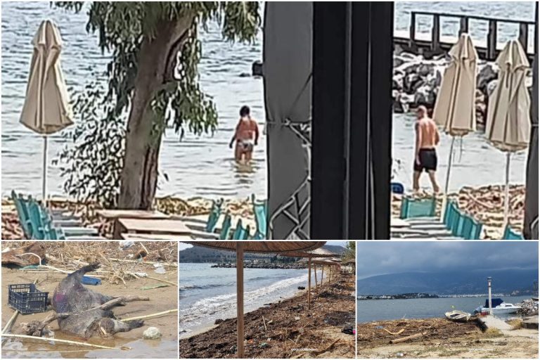 Παγασητικός κόλπος: Ινδία γίναμε – Νεκρά ζώα, σκουπίδια και πετρέλαια με το κολύμπι να επιτρέπεται [εικόνες] 
