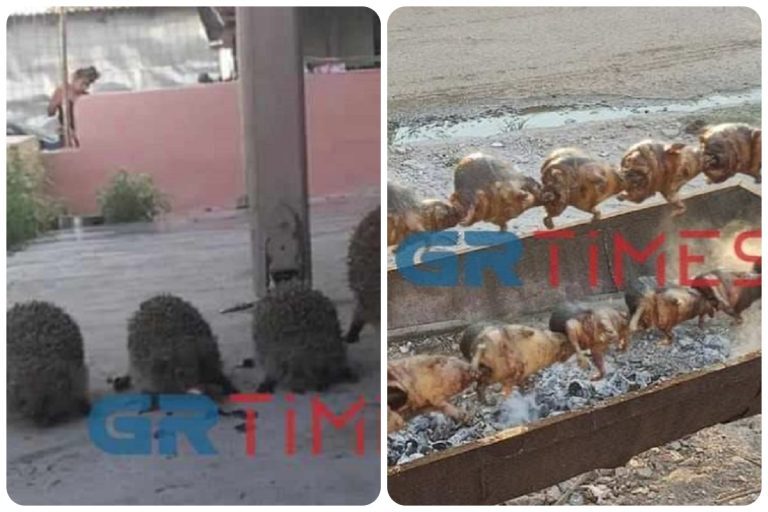 Θεσσαλονίκη: Δικογραφία σε βάρος 35χρονου που σούβλιζε  σκαντζόχοιρους – Τα θεωρούσε εκλεκτό έδεσμα [σκληρές εικόνες]