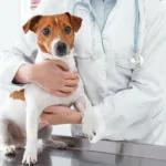 Στο Gov.gr Wallet τα στοιχεία των ζώων συντροφιάς