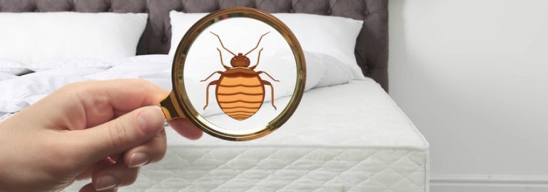 6 Λύσεις για να απομακρύνεις τους κοριούς από το στρώμα σου!