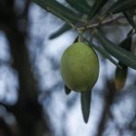 H Μινέρβα μαζί με ακαδημαϊκά ιδρύματα επενδύει στην βιωσιμότητα του ελληνικού ελαιόλαδου