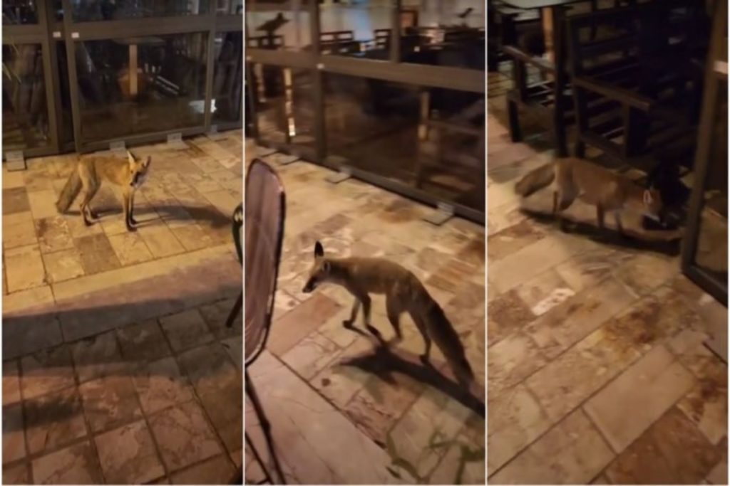 Ναύπλιο: Αλεπουδίτσα επισκέπτεται καθημερινά τις καφετέριες σε πλατεία [βίντεο]