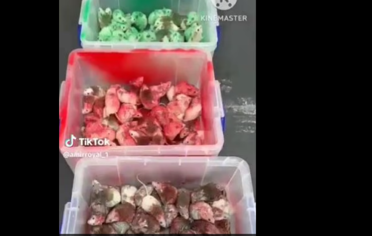 Ακτιβιστής που διαμαρτύρεται υπέρ των Παλαιστινίων απελευθερώνει δεκάδες ποντίκια σε McDonald’s – Δείτε το βίντεο