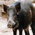 Κοζάνη: Τραυματίστηκε κυνηγός από αγριογούρουνο – Πήγε να δει αν σκοτώθηκε και εκείνο του επιτέθηκε