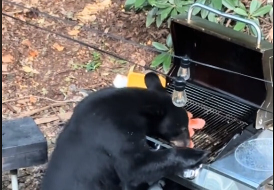 TikTok: Viral η αρκούδα που όρμηξε σε μπάρμπεκιου έφαγε και ήπιε και το ευχαριστήθηκε!