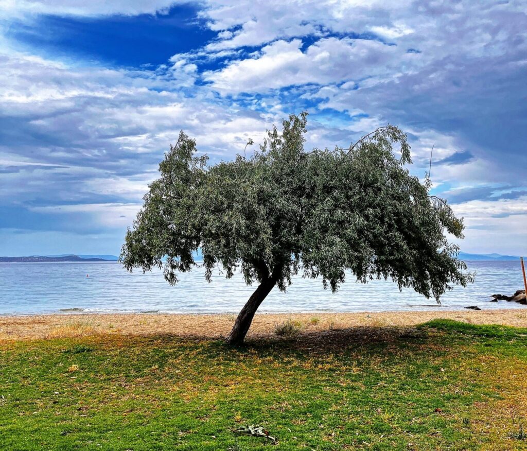 «Το Δέντρο» ως αιώνιο σύμβολο ζωής