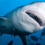 50 χρόνια «Τα Σαγόνια του Καρχαρία» – Το φιλμ του Σπίλμπεργκ που άλλαξε τον κινηματογράφο