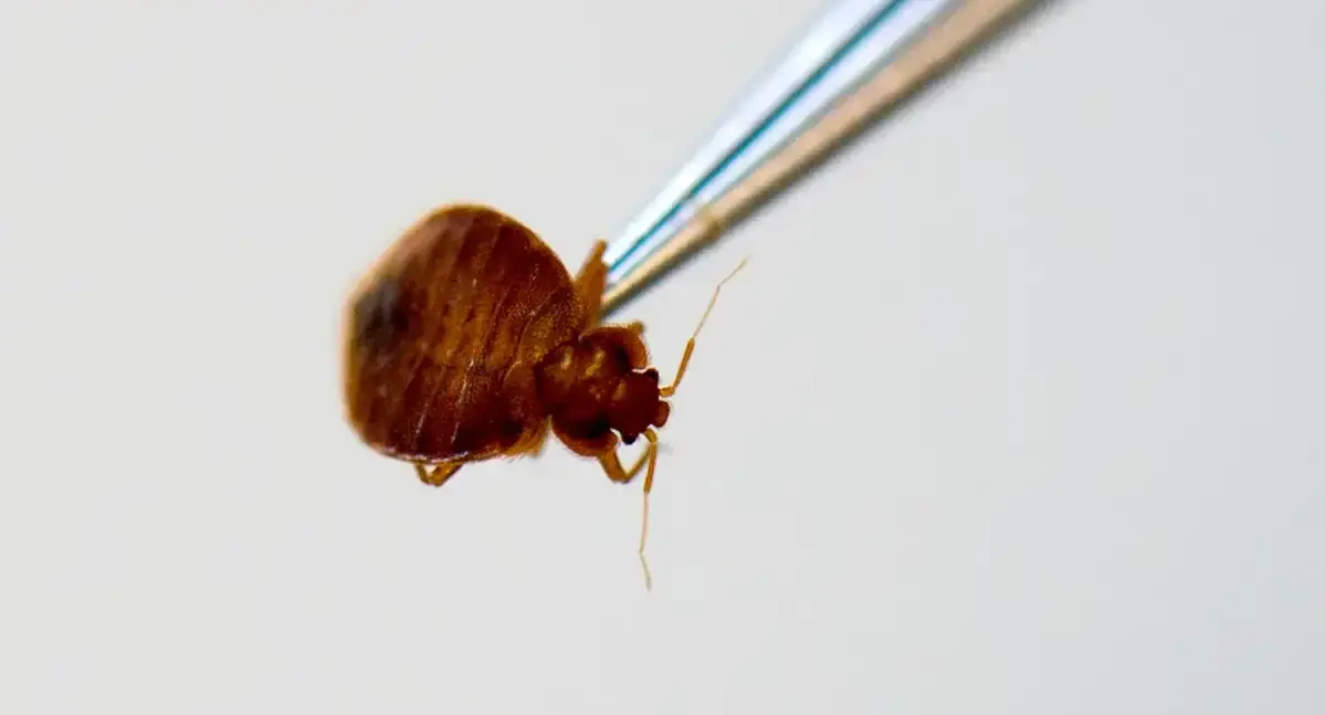 Ηνωμένο Βασίλειο