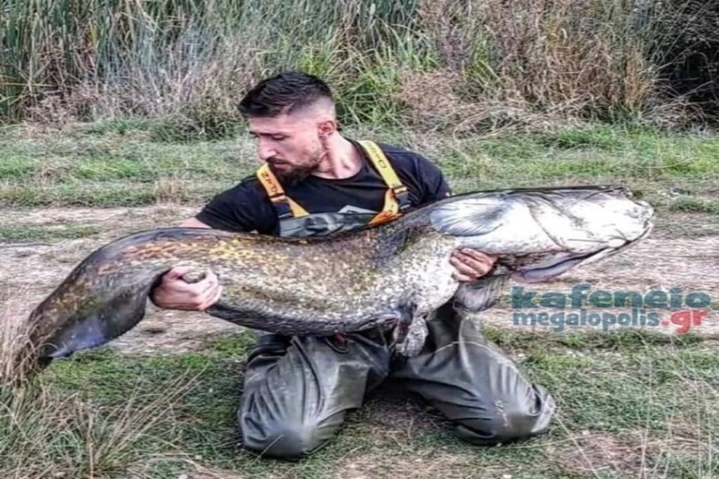 Μεγαλόπολη: Ερασιτέχνης ψαράς έβγαλε γουλιανό 70 κιλών με καλάμι – Του πήρε 40′ μέχρι να