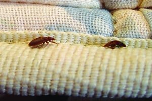 Συναγερμός και στην Ελλάδα για κοριούς