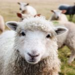 Ναύπακτος: «Χειροπέδες» σε οδηγό που μετέφερε παράνομα 200 αιγοπρόβατα με τελικό προορισμό τη Θήβα