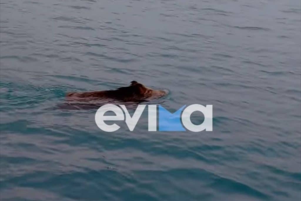 Χειμερινός κολυμβητής αγριογούρουνο στην Εύβοια [βίντεο]