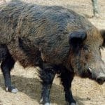 Μαγνησία: Τρόμος για τρία παιδιά – Τα περικύκλωσε αγέλη αγριογούρουνων στην Γορίτσα