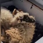 BBC: Η σφαγή αιγοπροβάτων στην Ελλάδα προκαλεί φόβους για έλλειψη φέτας