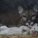 Ένα σπάνιο πούμα με αλμπινισμό γεννήθηκε στη Νικαράγουα – Εικόνες που «κλέβουν» τις εντυπώσεις